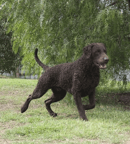 Curlesque Curly Coated Retrievers - Breeder - Tungkillo, SA