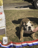 Bumbullb British Bulldogs - Picton, NSW
