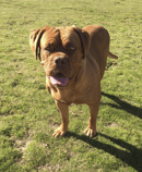 Legrandchien Dogue de Bordeaux Breeder - Bungendore, NSW