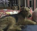 Thurwill Airedale Terrier Breeder - Neerim South, VIC
