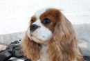 Ertae Cavalier King Charles Spaniel and Chinese Crested Dog Breeder - Harden, NSW