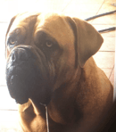 Bulladulla Kennels - Dogue de Bordeaux Breeder - Bomaderry, NSW