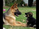 Ambala - German Shepherd Breeder - Sydney, NSW