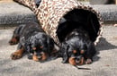 Weblyn Gordon Setter Breeder - South Auckland, NZ