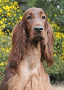 Ornac Irish Setter and Tenterfield Terrier Breeder - Finley, NSW
