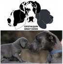 Crystalquin Great Dane Breeder - Bendigo, VIC