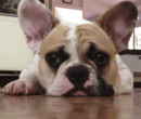 Bullfranco French Bulldog and Pug Breeder - Sunshine Coast, QLD