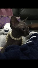 Tarkoo Naked Sphynx - Sphynx Breeder - Echuca, VIC