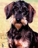 Wyredach Kennels - Standard Wirehaired Dachshund Breeder - Sydney