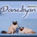 Damukyan Cattery - Birman Breeder - Sydney, NSW