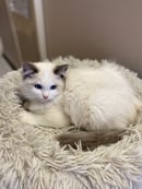 Acadia Ragdolls - Ragdoll Cat Breeder - North East Victoria 