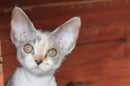 Edapusrex- Devon Rex Breeders, Queanbeyan- NSW