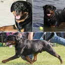 Chamrott Rottweilers - Rottweiler Breeder - Nyora Victoria