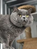 Oaks Ambition British Shorthairs Australia