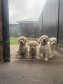 MelBay Labradors - Labrador Retriever Breeder - Central Coast, NSW