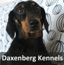 Daxenberg Kennels - Standard Size Smooth Haired Dachshund Breeder 