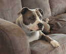 Malagorlad Amstaffs - American Staffordshire Terrier Breeder  - Melbourne, VIC