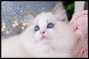 RAGGYSANDME - PEDIGREE RAGDOLLS - NEWCASTLE RAGDOLLS NSW