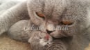 Belarley - British Shorthair Breeder - Cherry Gardens, SA