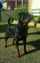 Rennirott Rottweilers - Rottweiler Breeder - Sydney, NSW