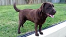 Alforare Kennels - Labrador Retriever Breeder
