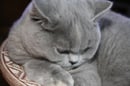 BRITISH SHORTHAIR KITTENS - SHIKOBEE CATTERY 