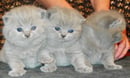 Ambritt British Shorthair Breeder - Brisbane, Queensland