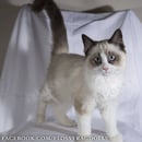 Flossy Ragdolls - Ragdoll Cat Breeder - Two Wells, SA