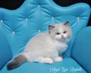 Angel Eyes Ragdolls - Ragdoll Cat Breeder - Maroochydore, QLD