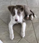 BestBuddies Border Collies - Bundaberg, QLD