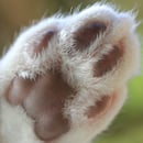 Snowmitts Snowshoes - Snowshoe Cat Breeder - Cygnet, TAS