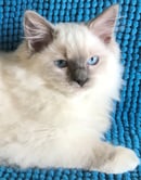 Tambourah Ragdolls - Ragdoll Cat Breeder - Perth, WA