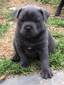 Bellbluestaff - English Staffordshire (Staffy) Bull Terrier Breeder 