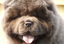 CHOWPRIDE - Chow Chow Breeder - Sydney, NSW