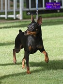 Marniechar Miniature Pinscher Breeder - Laggan, NSW