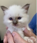AGA Birmans - Birman Cat Breeder - Sydney, NSW