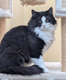 Shejenn Cattery -  Norwegian forest cats and kittens Perth, WA