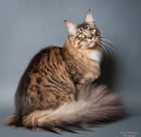 Coonmagic Maine Coons - Maine Coon Cat Breeder - Adelaide, SA