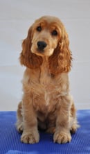 Sunlore Kennels - Cocker Spaniel Breeder - Ningi, QLD