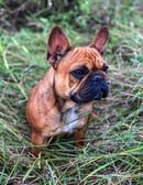 Loulynla French Bulldogs- French Bulldog Breeder - Haly Creek, QLD