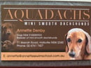 Aquadachs Dachshunds - Mini Smooth Dachshund Breeder - Tamworth, NSW