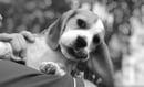 Kezziah Beagles - ANKC Registered Beagle Breeder - Don Valley, VIC
