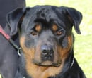 Kaviar Rottweilers - Rottweiler Breeder - Perth, WA