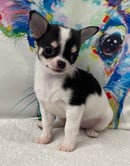 Jendrika Chihuahuas - Chihuahua Breeder - Brisbane, QLD