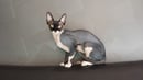 CADOMA Sphynx - Sphynx Cat Breeder - Gold Coast, QLD