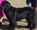 Blackbears Newfoundlands - Newfoundland Breeder - NSW