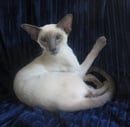 Shiloh Cattery - Siamese Cat Breeder 