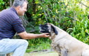 Cadfell Mastiffs - Mastiff Breeder - Port Stephens, NSW