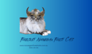 Forelsket  - Norwegian Forest Cat Breeder Victoria
