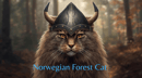 Forelsket  - Norwegian Forest Cat Breeder Victoria